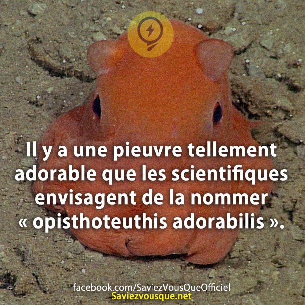 Il y a une pieuvre tellement adorable que les scientifiques envisagent de la nommer « opisthoteuthis adorabilis ».