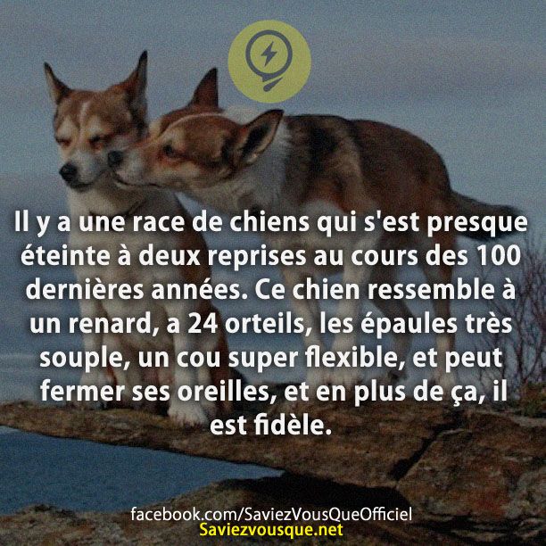 Il y a une race de chiens qui s&#039;est presque éteinte à deux reprises au cours des 100 dernières années. Ce chien ressemble à un renard, a 24 orteils, les épaules très souple, un cou super flexible, et peut fermer ses oreilles, et en plus de ça, il est fidèle.