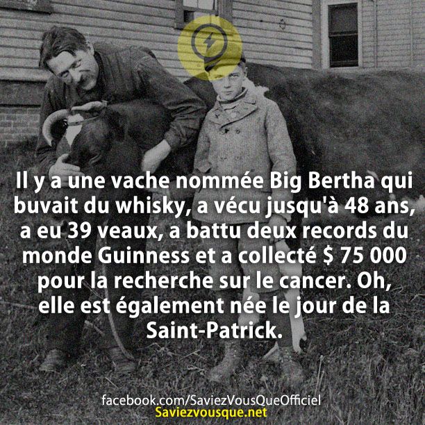 Il y a une vache nommée Big Bertha qui buvait du whisky, a vécu jusqu&#039;à 48 ans, a eu 39 veaux, a battu deux records du monde Guinness et a collecté $ 75 000 pour la recherche sur le cancer. Oh, elle est également née le jour de la Saint-Patrick.