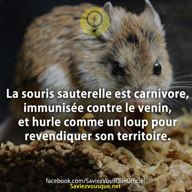 La souris sauterelle est carnivore, immunisée contre le venin, et hurle comme un loup pour revendiquer son territoire.