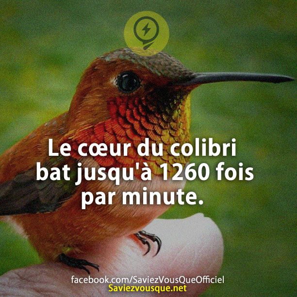 Le cœur du colibri bat jusqu&#039;à 1260 fois par minute.