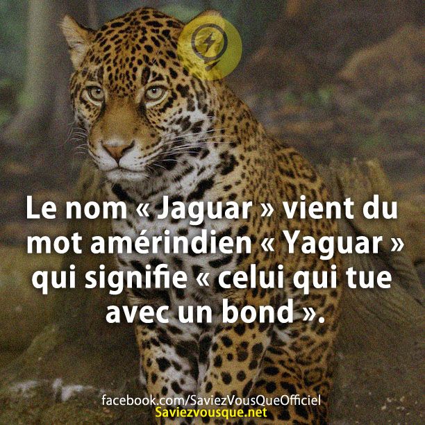 Le nom « Jaguar » vient du mot amérindien « Yaguar » qui signifie « celui qui tue avec un bond ».