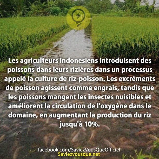Les agriculteurs indonesiens introduisent des poissons dans leurs rizières dans un processus appelé la culture de riz-poisson. Les excréments de poisson agissent comme engrais, tandis que les poissons mangent les insectes nuisibles et améliorent la circulation de l&#039;oxygène dans le domaine, en augmentant la production du riz jusqu&#039;à 10%.