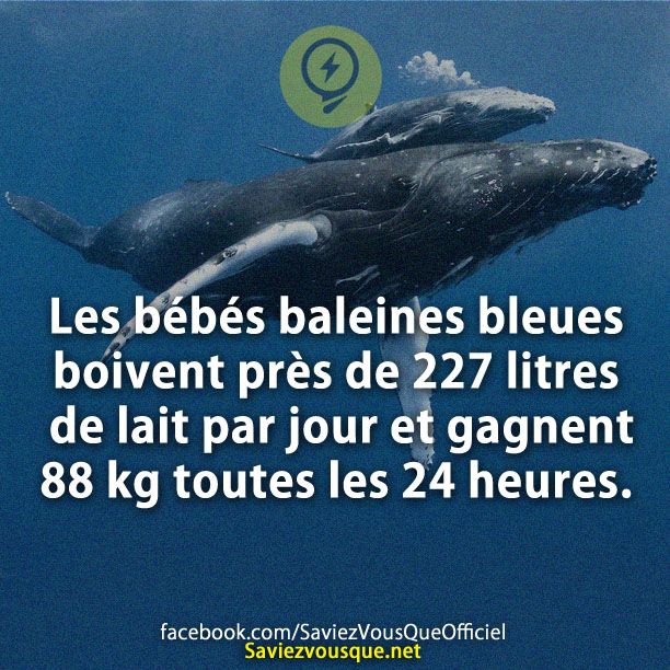 Les bébés baleines bleues boivent près de 227 litres de lait par jour et gagnent 88 kg toutes les 24 heures.