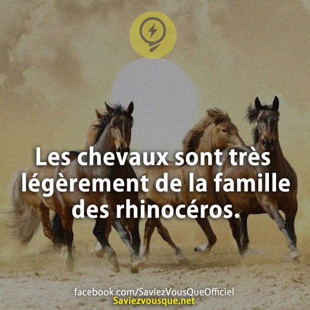 Les chevaux sont très légèrement de la famille des rhinocéros.