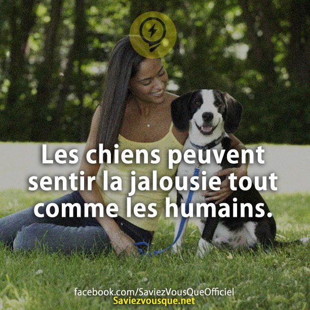 Les chiens peuvent sentir la jalousie tout comme les humains.
