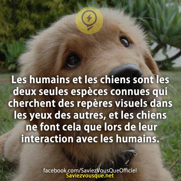 Les humains et les chiens sont les deux seules espèces connues qui cherchent des repères visuels dans les yeux des autres, et les chiens ne font cela que lors de leur interaction avec les humains.