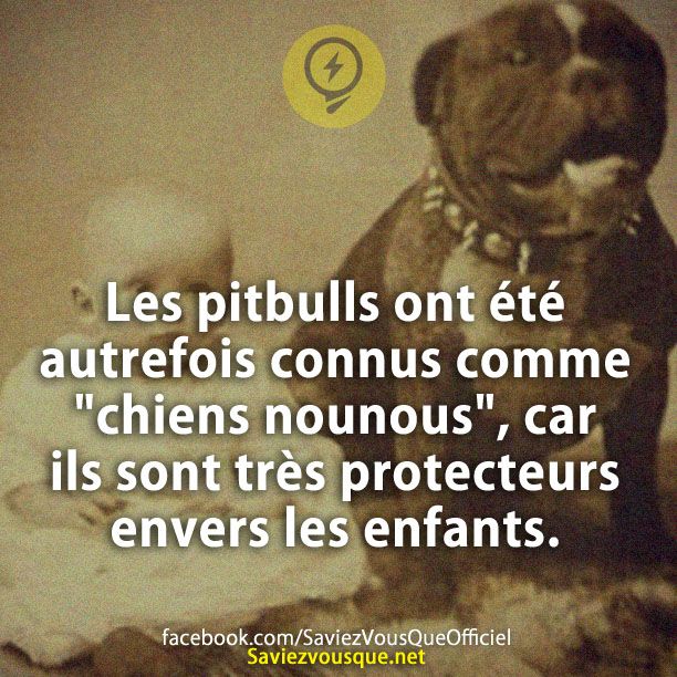Les pitbulls ont été autrefois connus comme &quot;chiens nounous&quot;, car ils sont très protecteurs envers les enfants.