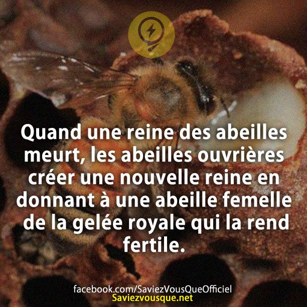 Quand une reine des abeilles meurt, les abeilles ouvrières créer une nouvelle reine en donnant à une abeille femelle de la gelée royale qui la rend fertile.