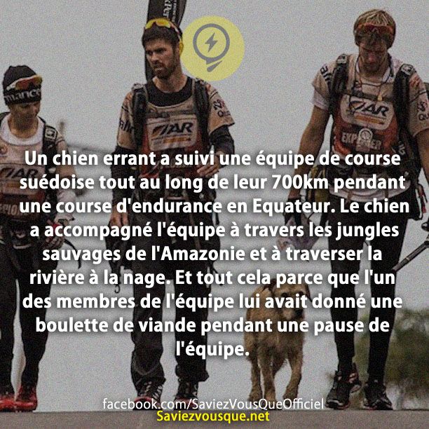 Un chien errant a suivi une équipe de course suédoise tout au long de leur 700km pendant une course d&#039;endurance en Equateur. Le chien a accompagné l&#039;équipe à travers les jungles sauvages de l&#039;Amazonie et à traverser la rivière à la nage. Et tout cela parce que l&#039;un des membres de l&#039;équipe lui avait donné une boulette de viande pendant une pause de l&#039;équipe.