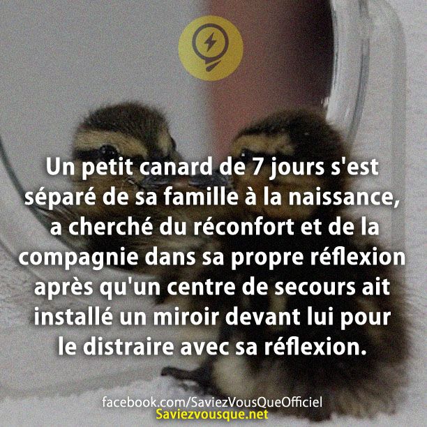 Un petit canard de 7 jours s&#039;est séparé de sa famille à la naissance, a cherché du réconfort et de la compagnie dans sa propre réflexion après qu&#039;un centre de secours ait installé un miroir devant lui pour le distraire avec sa réflexion.