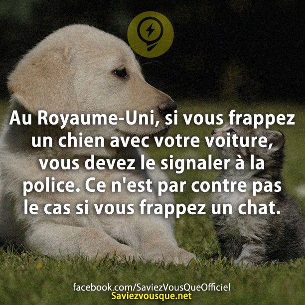 Au Royaume-Uni, si vous frappez un chien avec votre voiture, vous devez le signaler à la police. Ce n&#039;est par contre pas le cas si vous frappez un chat.