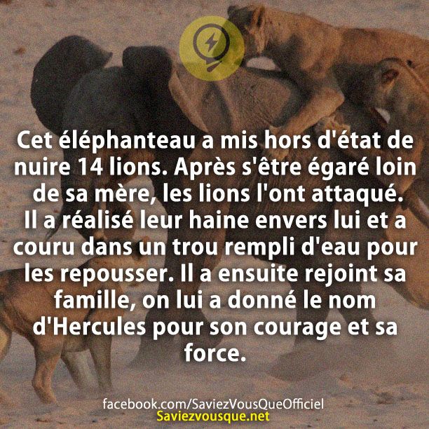 Cet éléphanteau a mis hors d&#039;état de nuire 14 lions. Après s&#039;être égaré loin de sa mère, les lions l&#039;ont attaqué. Il a réalisé leur haine envers lui et a couru dans un trou rempli d&#039;eau pour les repousser. Il a ensuite rejoint sa famille, on lui a donné le nom d&#039;Hercules pour son courage et sa force.