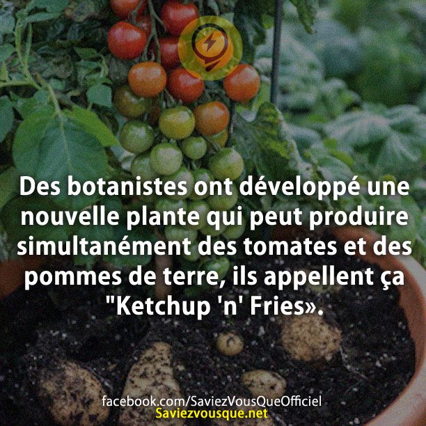 Des botanistes ont développé une nouvelle plante qui peut produire simultanément des tomates et des pommes de terre, ils appellent ça &quot;Ketchup &#039;n&#039; Fries».