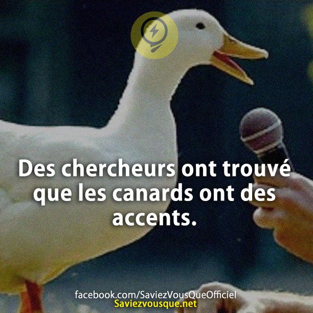 Des chercheurs ont trouvé que les canards ont des accents.