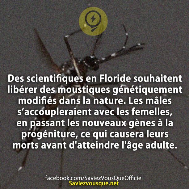 Des scientifiques en Floride souhaitent libérer des moustiques génétiquement modifiés dans la nature. Les mâles s’accoupleraient avec les femelles, en passant les nouveaux gènes à la progéniture, ce qui causera leurs morts avant d&#039;atteindre l&#039;âge adulte.