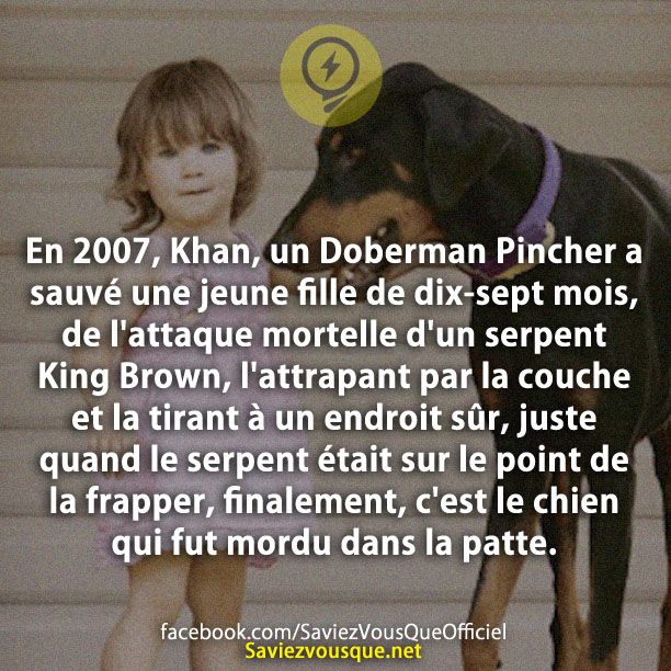 En 2007, Khan, un Doberman Pincher a sauvé une jeune fille de dix-sept mois, de l&#039;attaque mortelle d&#039;un serpent King Brown, l&#039;attrapant par la couche et la tirant à un endroit sûr, juste quand le serpent était sur le point de la frapper, finalement, c&#039;est le chien qui fut mordu dans la patte.
