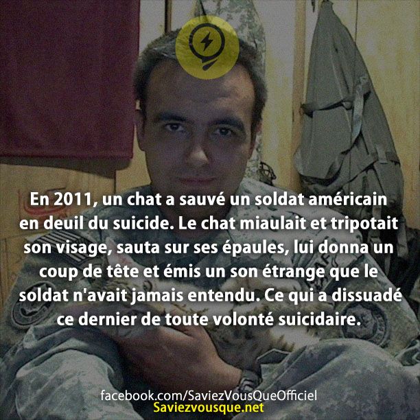 En 2011, un chat a sauvé un soldat américain en deuil du suicide. Le chat miaulait et tripotait son visage, sauta sur ses épaules, lui donna un coup de tête et émis un son étrange que le soldat n&#039;avait jamais entendu. Ce qui a dissuadé ce dernier de toute volonté suicidaire.