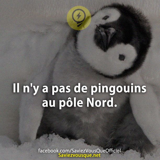 Il n&#039;y a pas de pingouins au pôle Nord.