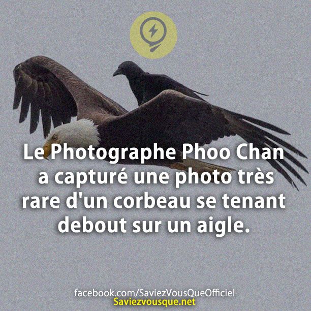 Le Photographe Phoo Chan a capturé une photo très rare d&#039;un corbeau se tenant debout sur un aigle.