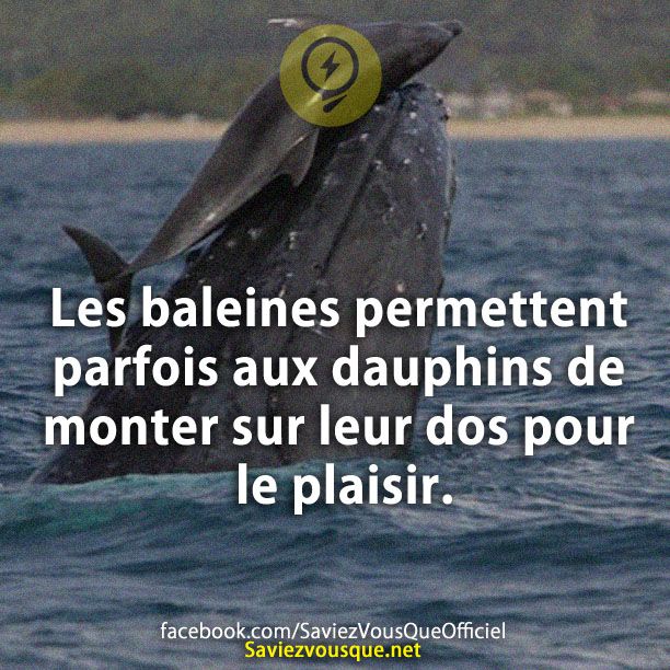 Les baleines permettent parfois aux dauphins de monter sur leur dos pour le plaisir.