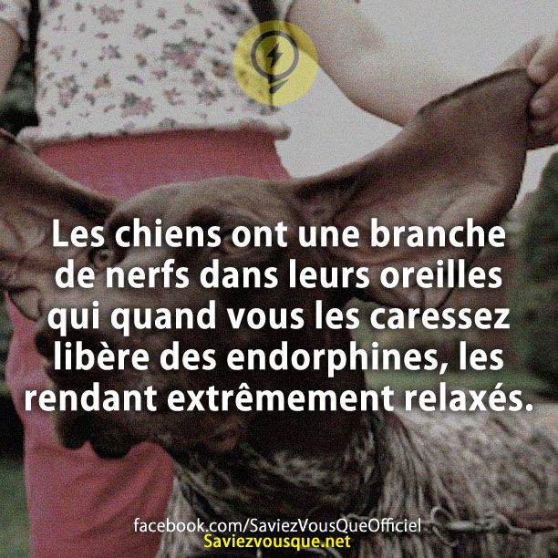 Les chiens ont une branche de nerfs dans leurs oreilles qui quand vous les caressez libère des endorphines, les rendant extrêmement relaxés.