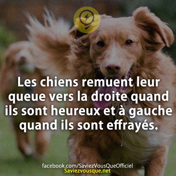 Les chiens remuent leur queue vers la droite quand ils sont heureux et à gauche quand ils sont effrayés.
