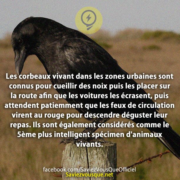 Les corbeaux vivant dans les zones urbaines sont connus pour cueillir des noix puis les placer sur la route afin que les voitures les écrasent, puis attendent patiemment que les feux de circulation virent au rouge pour descendre déguster leur repas. Ils sont également considérés comme le 5ème plus intelligent spécimen d&#039;animaux vivants.