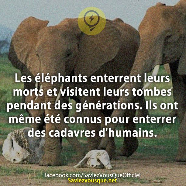 Les éléphants enterrent leurs morts et visitent leurs tombes pendant des générations. Ils ont même été connus pour enterrer des cadavres d&#039;humains.