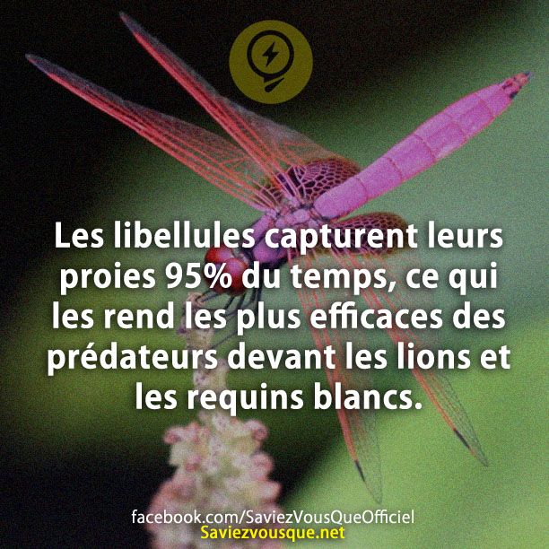 Les libellules capturent leurs proies 95% du temps, ce qui les rend les plus efficaces des prédateurs devant les lions et les requins blancs.