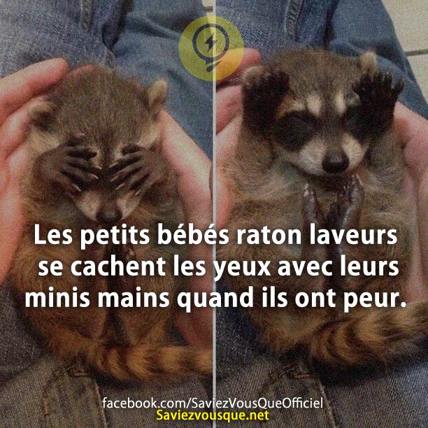 Les petits bébés raton laveurs se cachent les yeux avec leurs minis mains quand ils ont peur.