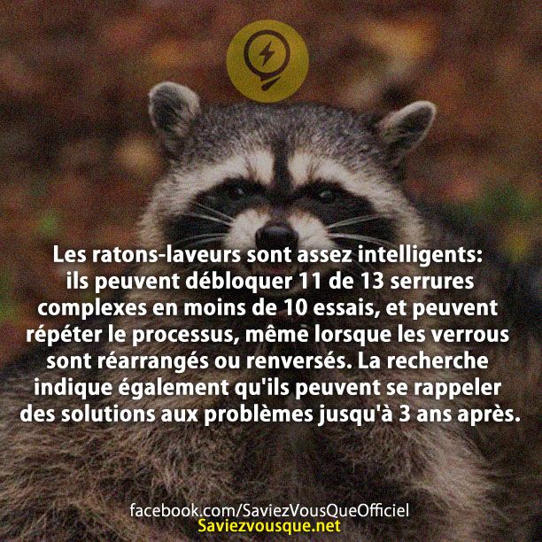 Les ratons-laveurs sont assez intelligents: ils peuvent débloquer 11 de 13 serrures complexes en moins de 10 essais, et peuvent répéter le processus, même lorsque les verrous sont réarrangés ou renversés. La recherche indique également qu&#039;ils peuvent se rappeler des solutions aux problèmes jusqu&#039;à 3 ans après.