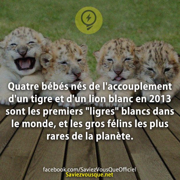 Quatre bébés nés de l&#039;accouplement d&#039;un tigre et d&#039;un lion blanc en 2013 sont les premiers &quot;ligres&quot; blancs dans le monde, et les gros félins les plus rares de la planète.