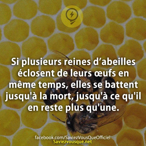 Si plusieurs reines d&#039;abeilles éclosent de leurs œufs en même temps, elles se battent jusqu&#039;à la mort, jusqu&#039;à ce qu&#039;il en reste plus qu&#039;une.