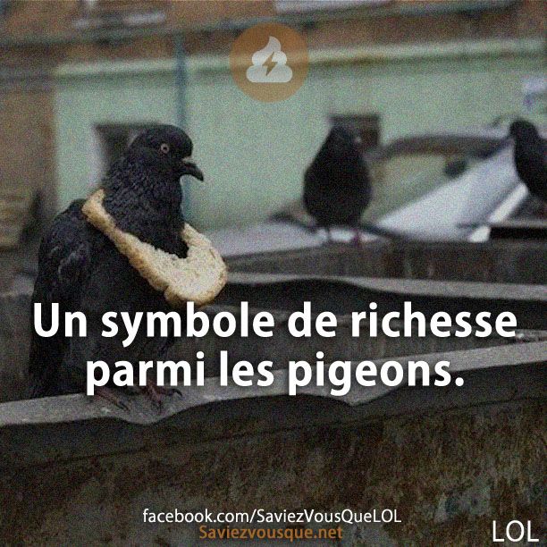 Un symbole de richesse parmi les pigeons.