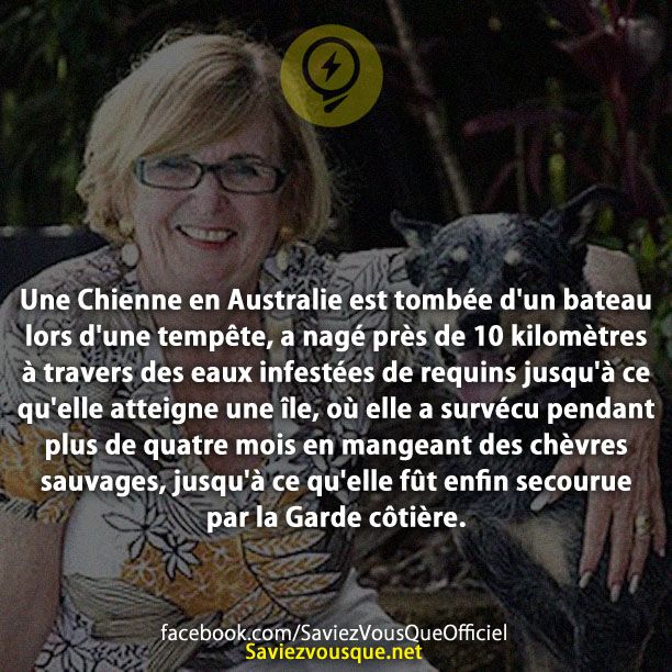 Une Chienne en Australie est tombée d&#039;un bateau lors d&#039;une tempête, a nagé près de 10 kilomètres à travers des eaux infestées de requins jusqu&#039;à ce qu&#039;elle atteigne une île, où elle a survécu pendant plus de quatre mois en mangeant des chèvres sauvages, jusqu&#039;à ce qu&#039;elle fût enfin secourue par la Garde côtière.