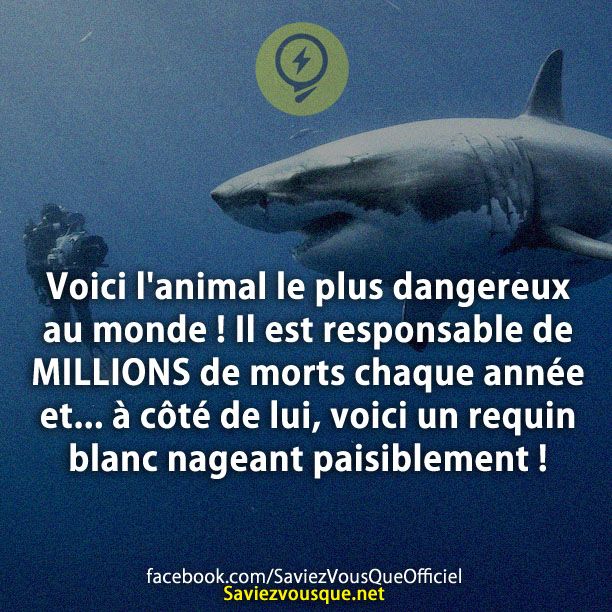 Voici l&#039;animal le plus dangereux au monde ! Il est responsable de MILLIONS de morts chaque année et... à côté de lui, voici un requin blanc nageant paisiblement !
