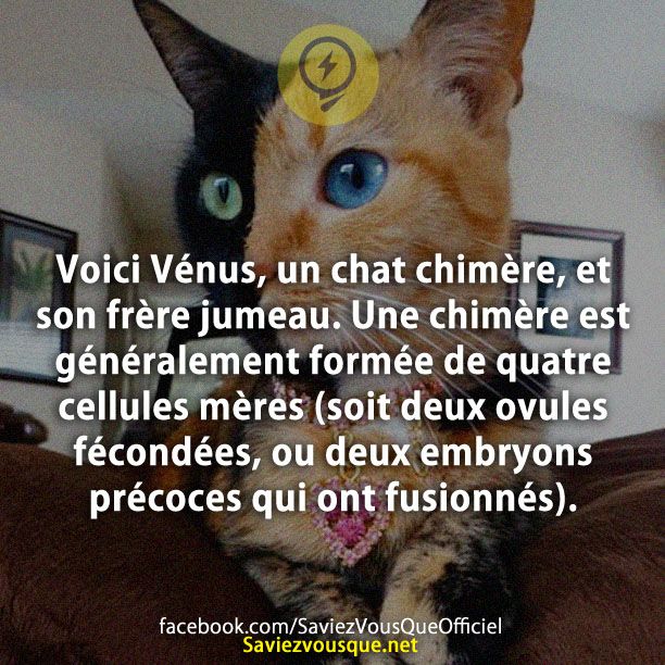 Voici Vénus, un chat chimère, et son frère jumeau. Une chimère est généralement formée de quatre cellules mères (soit deux ovules fécondées, ou deux embryons précoces qui ont fusionnés).