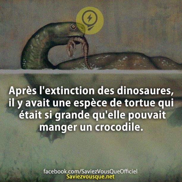Après l&#039;extinction des dinosaures, il y avait une espèce de tortue qui était si grande qu&#039;elle pouvait manger un crocodile.