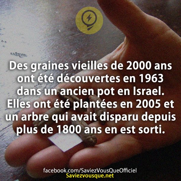 Des graines vieilles de 2000 ans ont été découvertes en 1963 dans un ancien pot en Palestine. Elles ont été plantées en 2005 et un arbre qui avait disparu depuis plus de 1800 ans en est sorti.