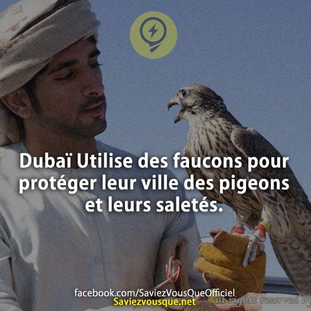 Dubaï Utilise des faucons pour protéger leur ville des pigeons et leurs saletés.