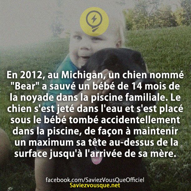 En 2012, au Michigan, un chien nommé &quot;Bear&quot; a sauvé un bébé de 14 mois de la noyade dans la piscine familiale. Le chien s&#039;est jeté dans l&#039;eau et s&#039;est placé sous le bébé tombé accidentellement dans la piscine, de façon à maintenir un maximum sa tête au-dessus de la surface jusqu&#039;à l&#039;arrivée de sa mère.