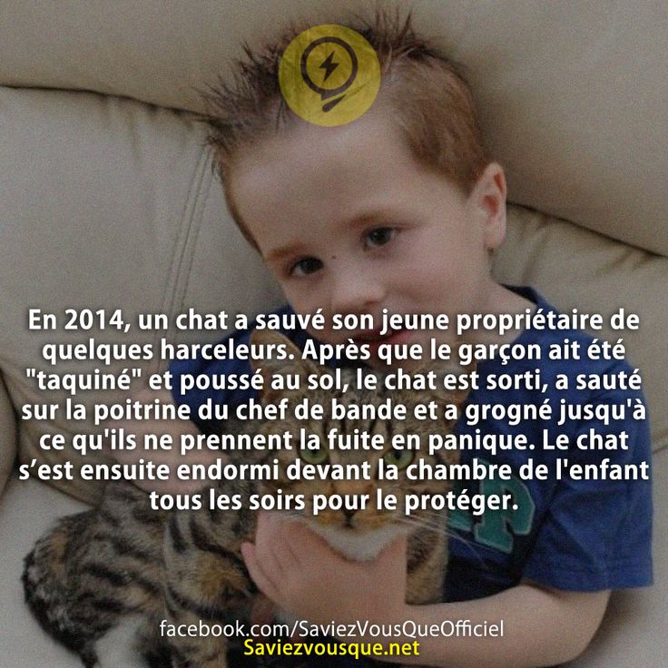 En 2014, un chat a sauvé son jeune propriétaire de quelques harceleurs. Après que le garçon ait été &quot;taquiné&quot; et poussé au sol, le chat est sorti, a sauté sur la poitrine du chef de bande et a grogné jusqu&#039;à ce qu&#039;ils ne prennent la fuite en panique. Le chat s’est ensuite endormi devant la chambre de l&#039;enfant tous les soirs pour le protéger.