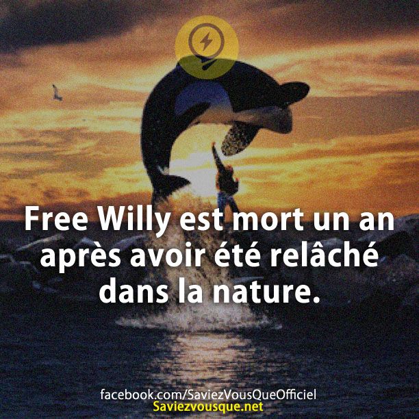 Free Willy est mort un an après avoir été relâché dans la nature.