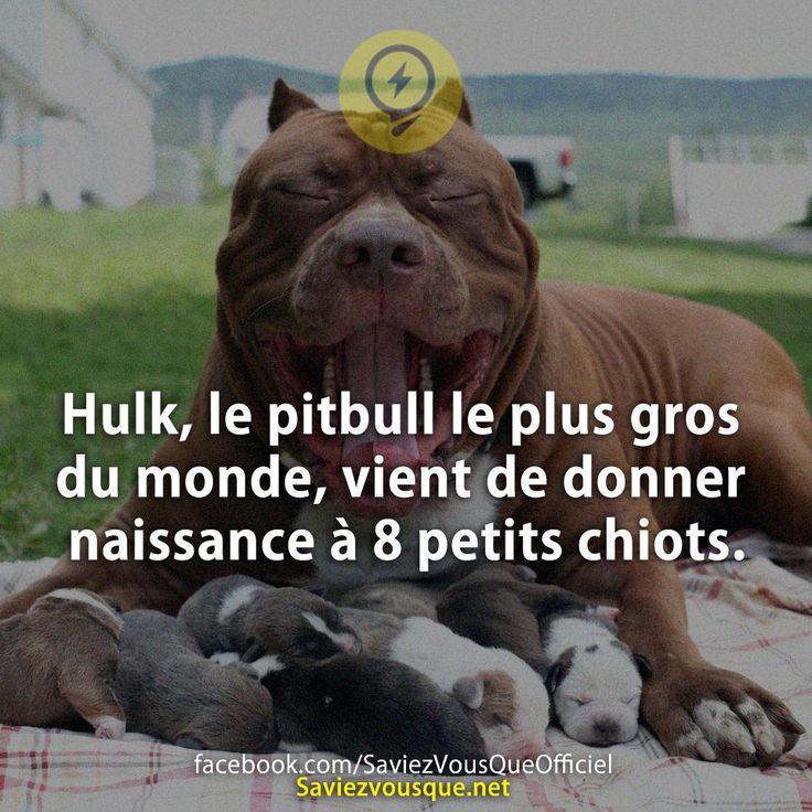 Hulk, le pitbull le plus gros du monde, vient de donner naissance à 8 petits chiots.