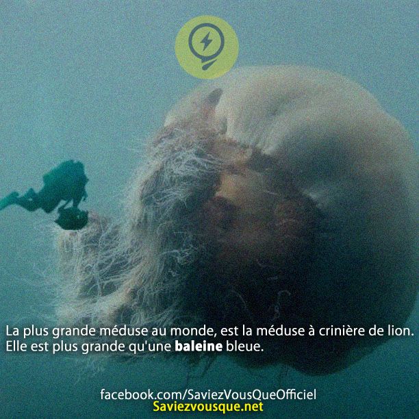 La plus grande méduse au monde, est la méduse à crinière de lion. Elle est plus grande qu&#039;une baleine bleue.