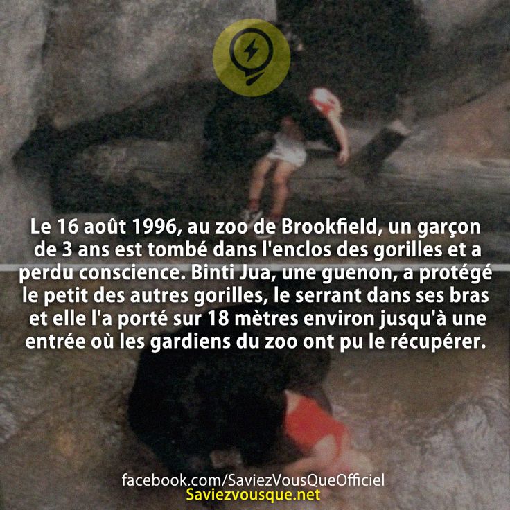 Le 16 août 1996, au zoo de Brookfield, un garçon de 3 ans est tombé dans l&#039;enclos des gorilles et a perdu conscience. Binti Jua, une guenon, a protégé le petit des autres gorilles, le serrant dans ses bras et elle l&#039;a porté sur 18 mètres environ jusqu&#039;à une entrée où les gardiens du zoo ont pu le récupérer.