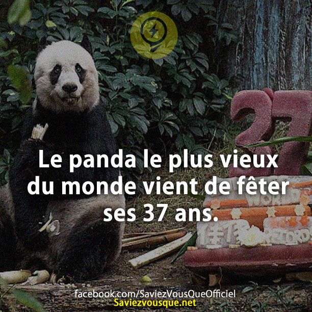 Le panda le plus vieux du monde vient de fêter ses 37 ans.