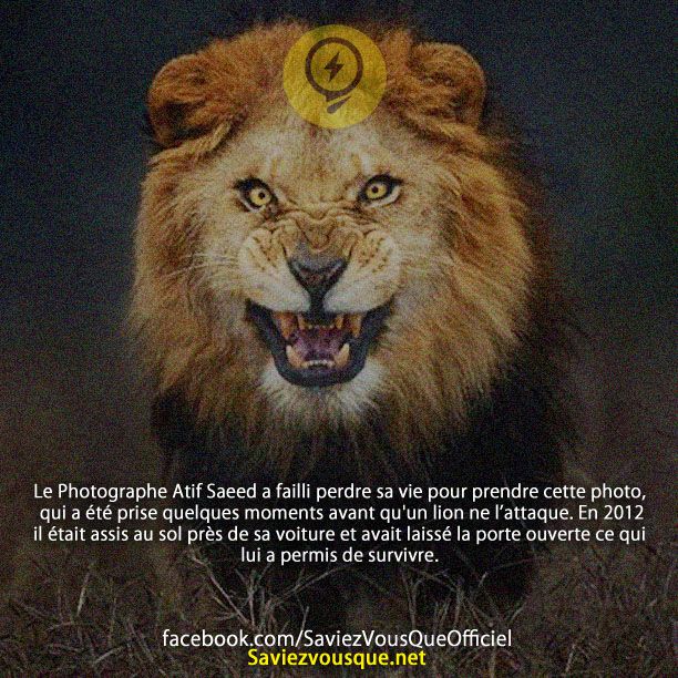 Le Photographe Atif Saeed a failli perdre sa vie pour prendre cette photo, qui a été prise quelques moments avant qu&#039;un lion ne l’attaque. En 2012 Il était assis au sol près de sa voiture et avait laissé la porte ouverte ce qui lui a permis de survivre.