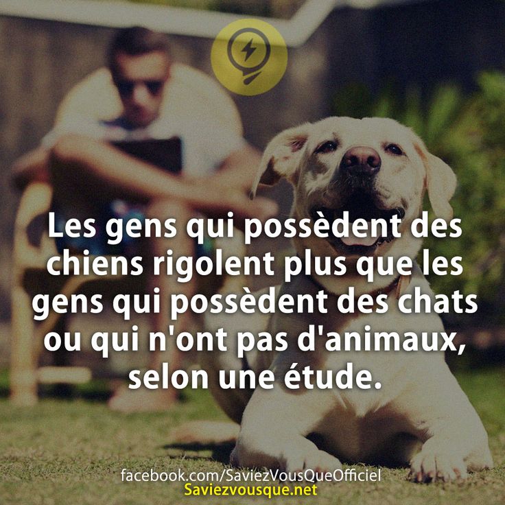 Les gens qui possèdent des chiens rigolent plus que les gens qui possèdent des chats ou qui n&#039;ont pas d&#039;animaux, selon une étude.
